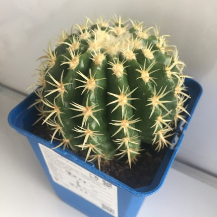 Kroenleinia (Echinocactus) grusonii cv. intermedius (brevispinus) 'S' 'M' y 'L' - DesertSTORE.es