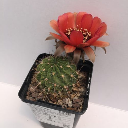 Lobivia jajoiana - DesertSTORE.es