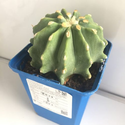 Ferocactus glaucescens f. nuda (inermis) 'S' 'M' y 'L' - DesertSTORE.es