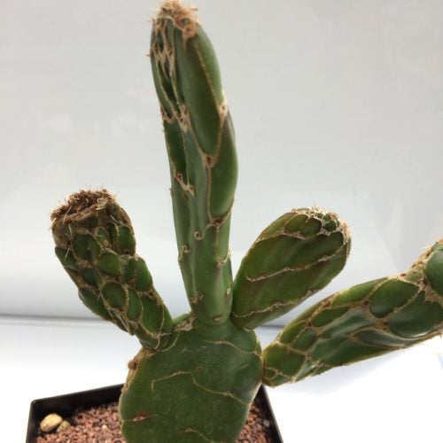 Opuntia zebrina f. reticulata - DesertSTORE.es