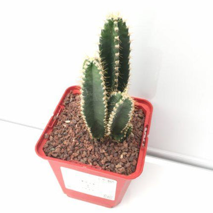 Acanthocereus tetragonus cv. Fairy Castle (Computer Cactus / Fairy Castle)