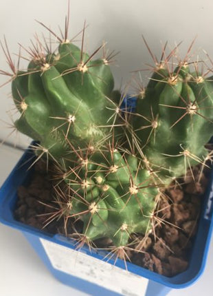 Ferocactus robustus 'S' - DesertSTORE.es