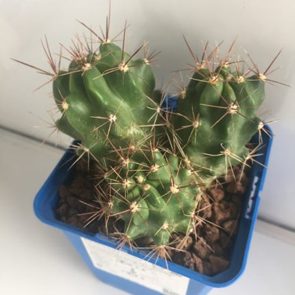 Ferocactus robustus 'S' - DesertSTORE.es