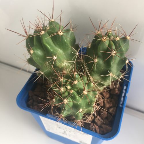 Ferocactus robustus 'S' - DesertSTORE.es