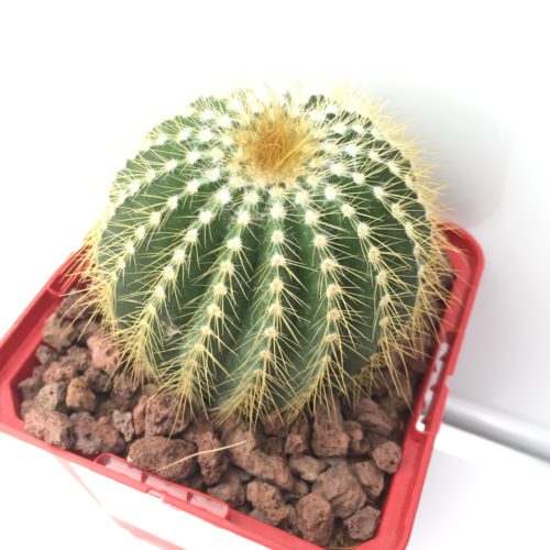 Eriocactus (eriocephala) claviceps 'S' y 'M' - DesertSTORE.es