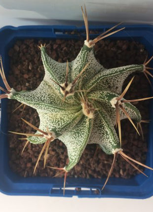 Astrophytum ornatum 'S' 'M' y 'L' - DesertSTORE.es