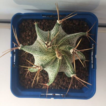 Astrophytum ornatum 'S' 'M' y 'L' - DesertSTORE.es