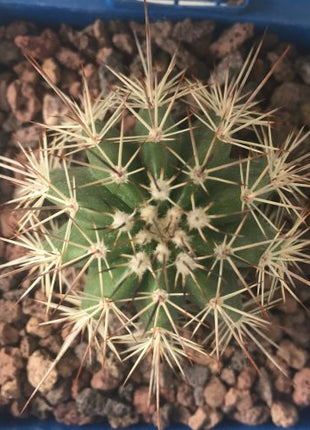Echinocereus tayopensis "S" - DesertSTORE.es