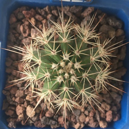 Echinocereus tayopensis "S" - DesertSTORE.es