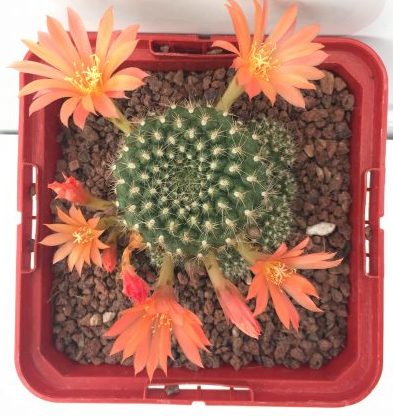 Rebutia senilis 'S' y 'M' - DesertSTORE.es