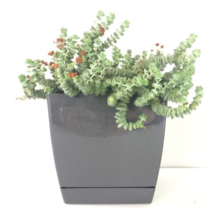 No incluye la planta de la imagen