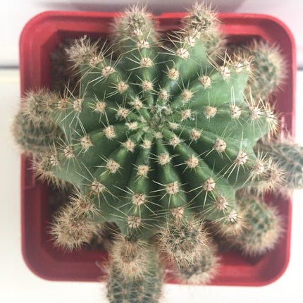 Echinopsis oxygona 'S' 'M' y 'L' - DesertSTORE.es