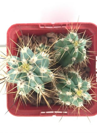 Stetsonia coryne 'S' y 'M' - DesertSTORE.es