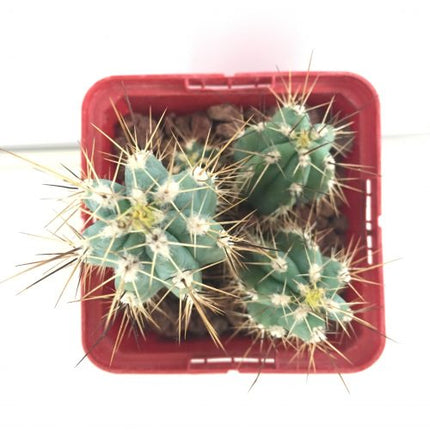 Stetsonia coryne 'S' y 'M' - DesertSTORE.es