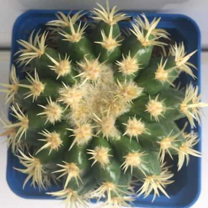 Kroenleinia (Echinocactus) grusonii cv. intermedius (brevispinus) 'S' 'M' y 'L' - DesertSTORE.es