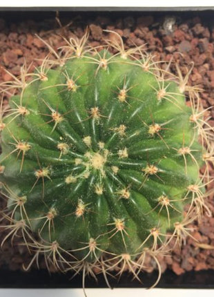 Lobivia crysantha - DesertSTORE.es