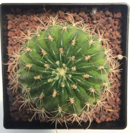 Lobivia crysantha - DesertSTORE.es