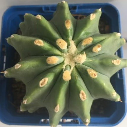 Ferocactus glaucescens f. nuda (inermis) 'S' 'M' y 'L' - DesertSTORE.es