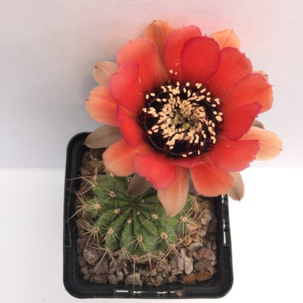 Lobivia jajoiana - DesertSTORE.es