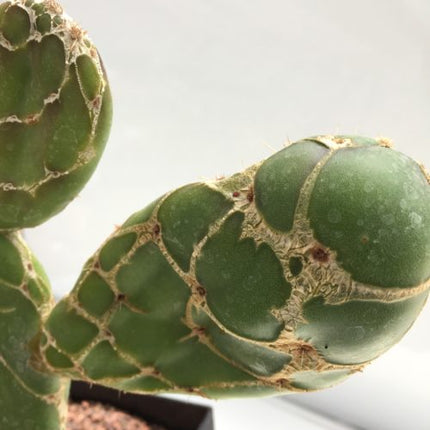 Opuntia zebrina f. reticulata - DesertSTORE.es