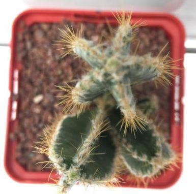 Acanthocereus tetragonus cv. Fairy Castle (Computer Cactus / Fairy Castle)