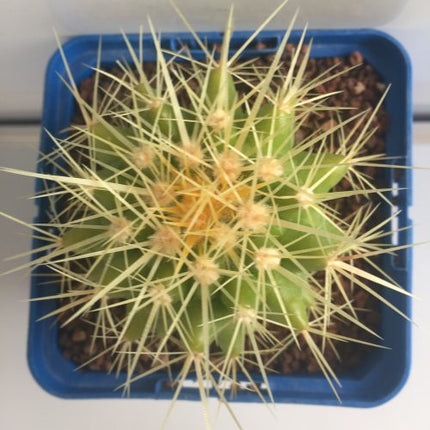 Kroenleinia (Echinocactus) grusonii 'S' y 'M' - DesertSTORE.es