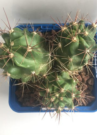 Ferocactus robustus 'S' - DesertSTORE.es