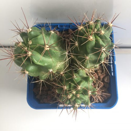 Ferocactus robustus 'S' - DesertSTORE.es