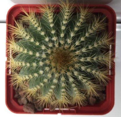 Eriocactus (eriocephala) claviceps 'S' y 'M' - DesertSTORE.es