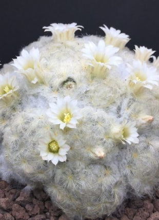 Mammillaria plumosa - DesertSTORE.es