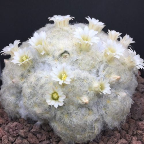 Mammillaria plumosa - DesertSTORE.es