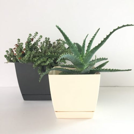 Maceta con plato DUKP - DesertSTORE.es