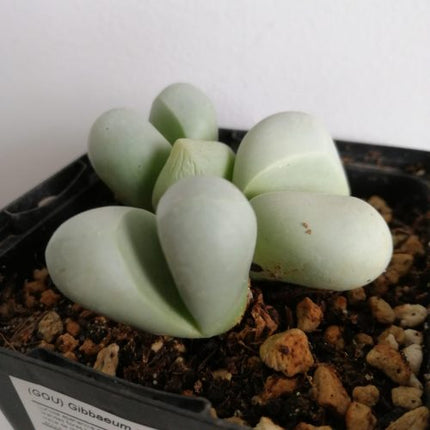 Gibbaeum album