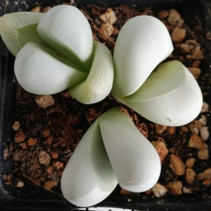 Gibbaeum album