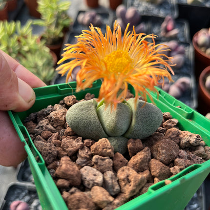 Pleiospilos nelii