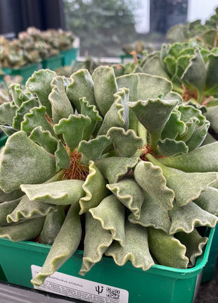 Adromischus cristatus
