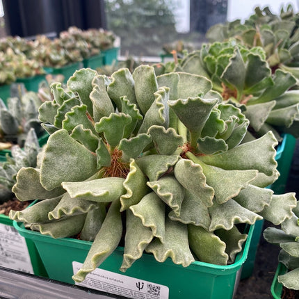 Adromischus cristatus