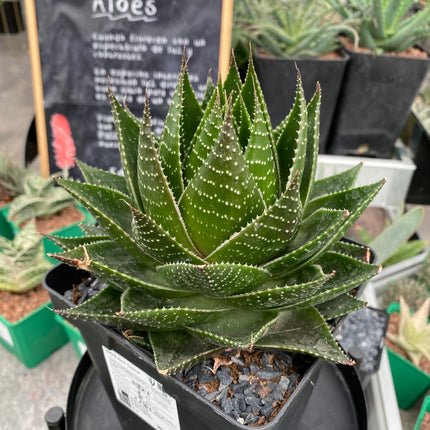 Aloe 'Cosmo'