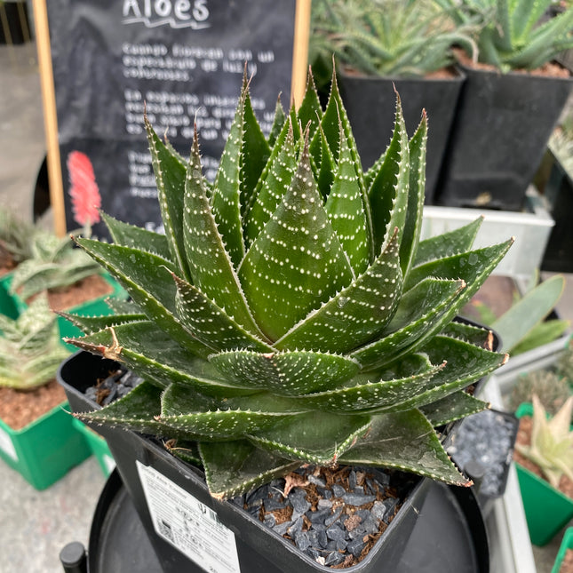 Aloe 'Cosmo'