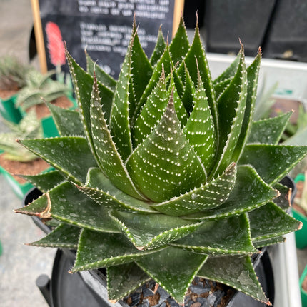 Aloe 'Cosmo'