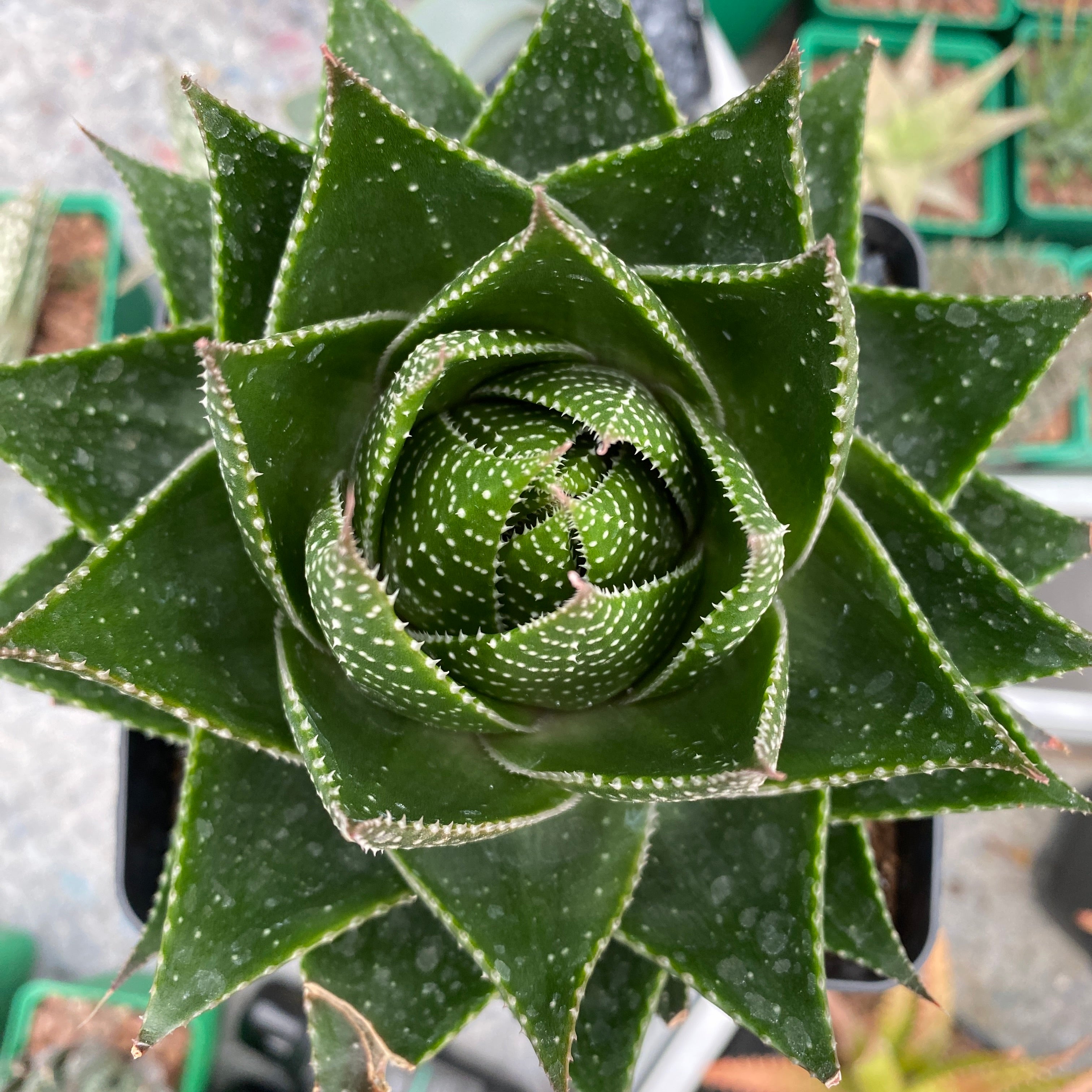 aloe vera cosmo Aloe 'Cosmo' – DesertSTORE.es
