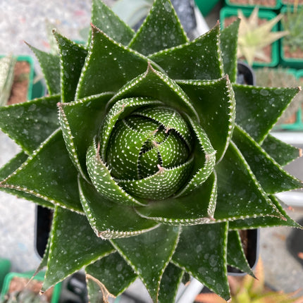 Aloe 'Cosmo'