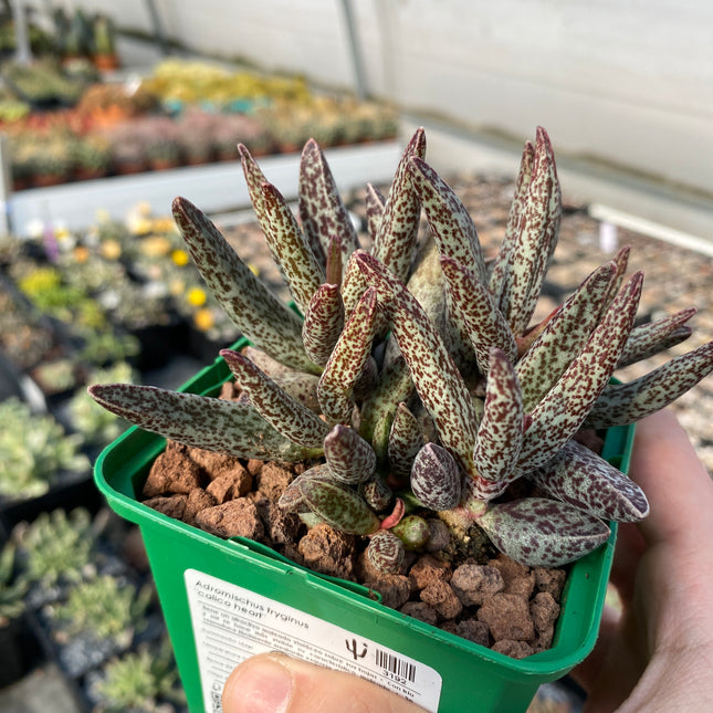 Adromischus trigynus „Calico Hearts“