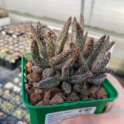 Adromischus trigynus „Calico Hearts“