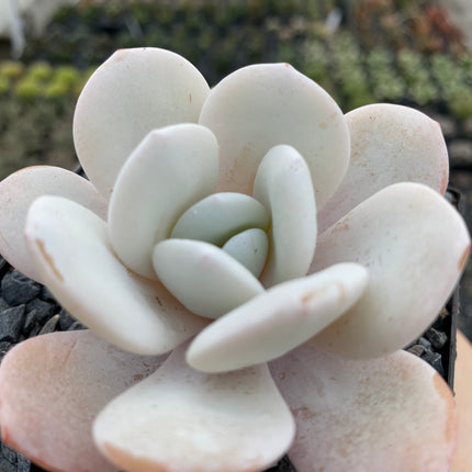Echeveria laui