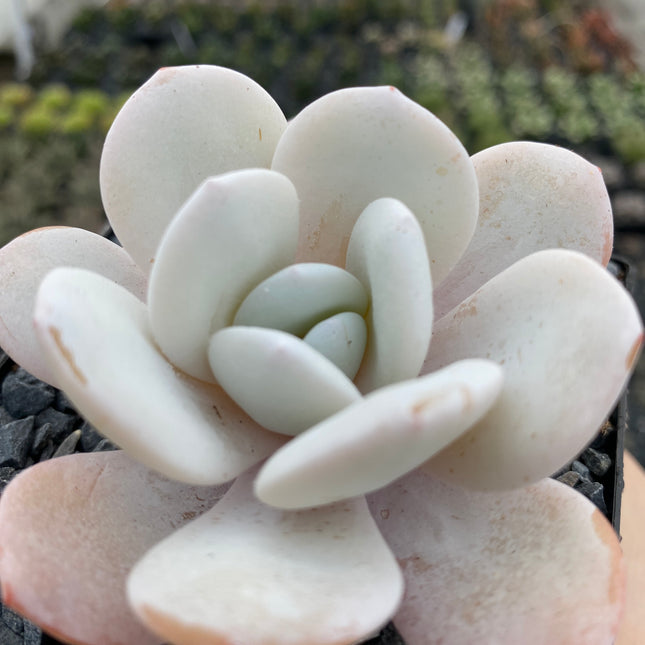 Echeveria laui