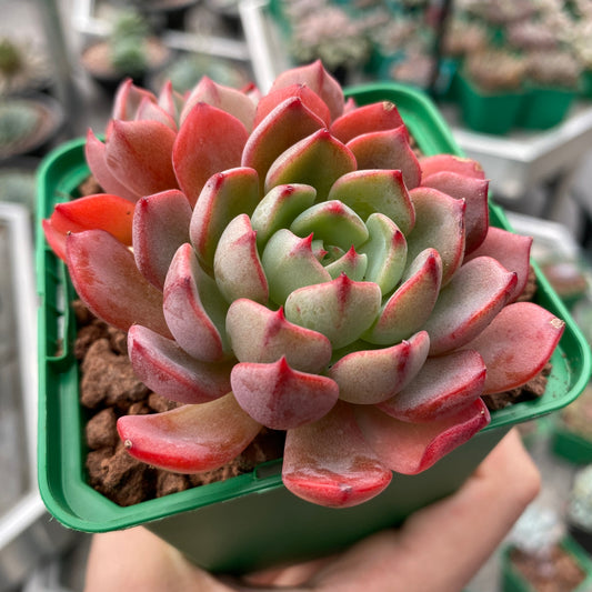 Echeveria colorata var. tapalpa