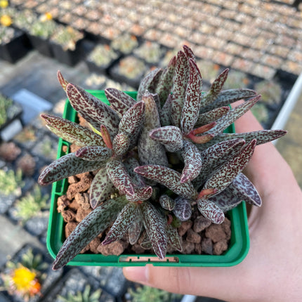 Adromischus trigynus „Calico Hearts“