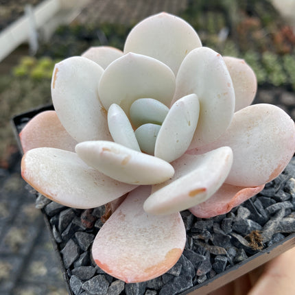 Echeveria laui