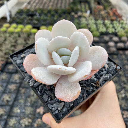 Echeveria laui